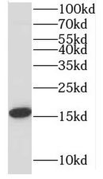MRPL14 Antibody