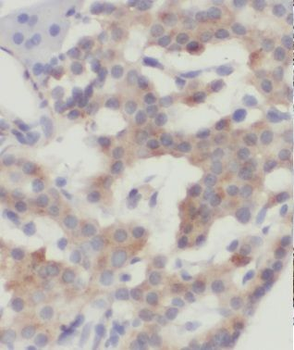 MRPL14 Antibody