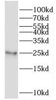 MRPL24 Antibody
