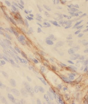 MRPL27 Antibody