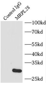 MRPL28 Antibody
