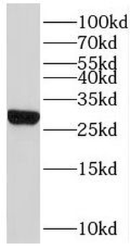 MRPL47 Antibody