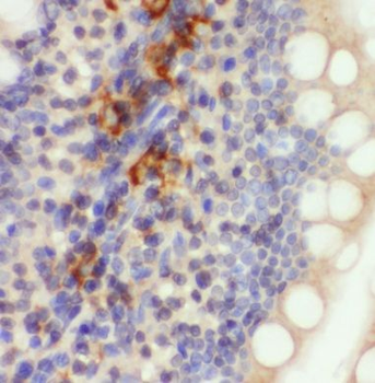 MRPL47 Antibody
