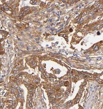 MRPL48 Antibody