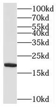 MRPL52 Antibody