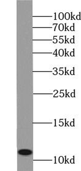 MRPL53 Antibody