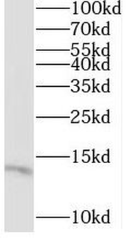 MRPL55 Antibody