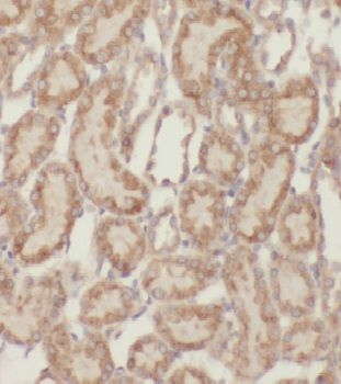 MRPS11 Antibody