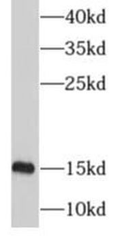 MRPS12 Antibody