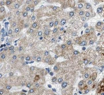 MRPS12 Antibody
