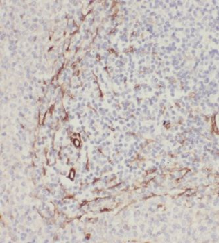 MRPS15 Antibody