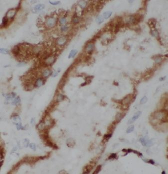 MRPS17 Antibody