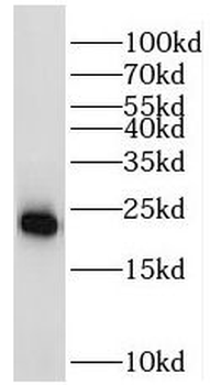 MRPS18A Antibody