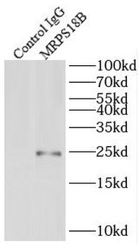 MRPS18B Antibody