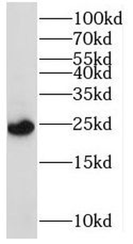 MRPS23 Rabbit Polyclonal Antibody