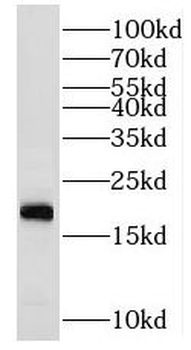 MRPS24 Antibody