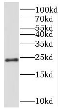 MRPS26 Antibody