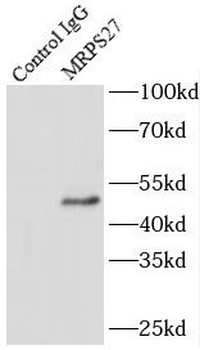 MRPS27 Antibody