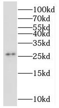 MRPS34 Antibody