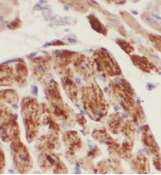 MRPS34 Antibody