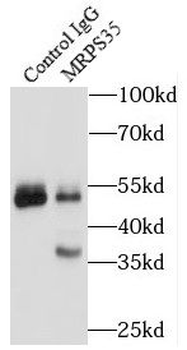 MRPS35 Antibody