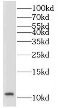 KGD4 Antibody