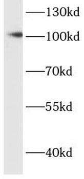 MSH2 Mouse Monoclonal Antibody