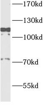 RPS6KA5 Rabbit Polyclonal Antibody