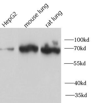 MSN Rabbit Polyclonal Antibody