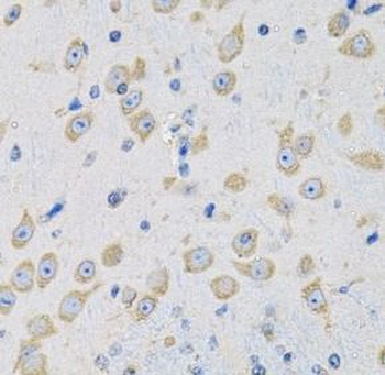MSRA Antibody