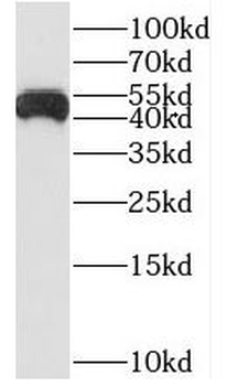 STK26 Antibody