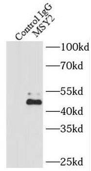 YBX2 Antibody