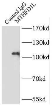 MTHFD1L Antibody