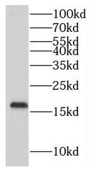 MTFP1 Antibody