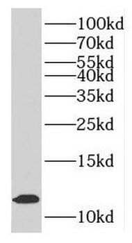 MTPN Antibody