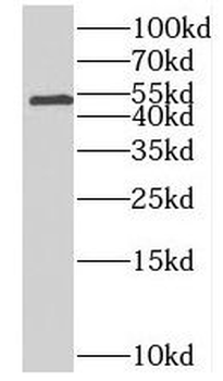 MTRF1 Antibody