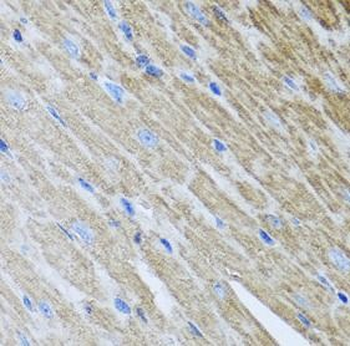 MTX2 Antibody