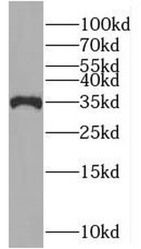 MUL1 Antibody