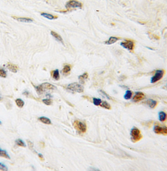 PWWP3A Antibody