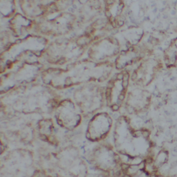 CDHR5 Antibody