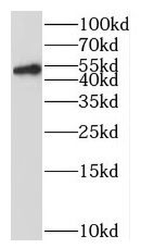 CAVIN4 Rabbit Polyclonal Antibody