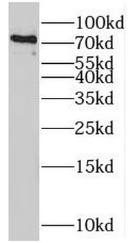 MX1 Antibody