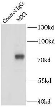 MX1 Antibody