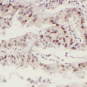 MX1 Antibody