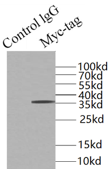 MYC tag Antibody