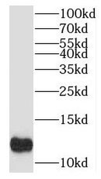 MYCBP Antibody