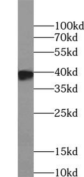 MYC-tag Antibody