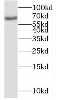 MYEF2 Antibody