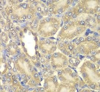 MBP Antibody