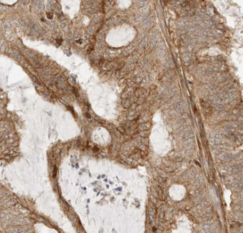 MYEOV Antibody
